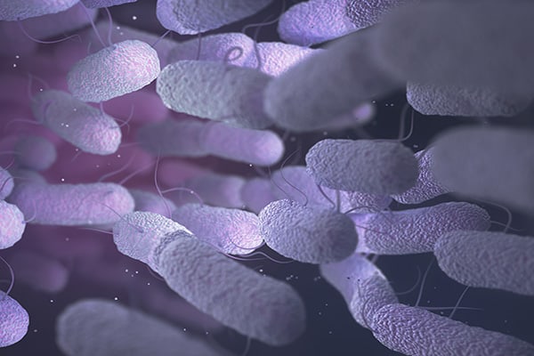 bacteria pic1